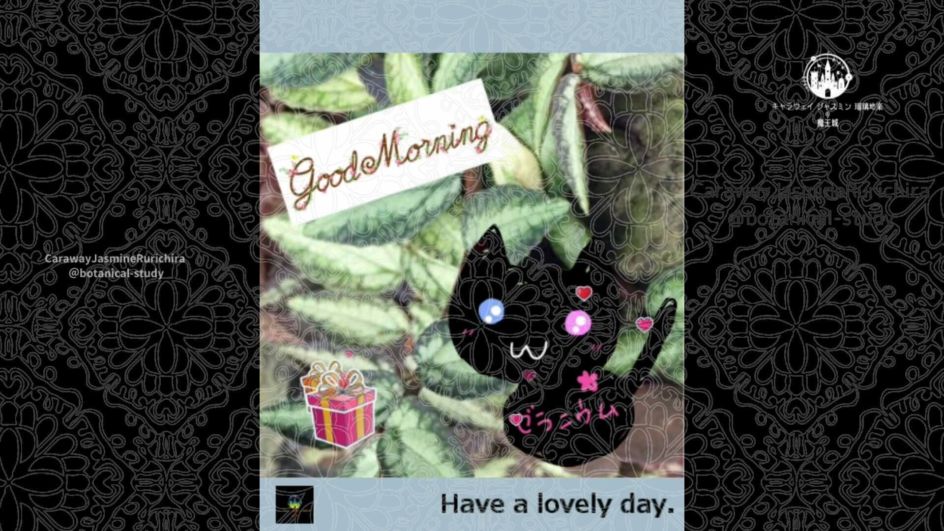 3月11日誕生花ハナビシソウ by Cジャスミン瑠璃地楽 | botanical-study.com