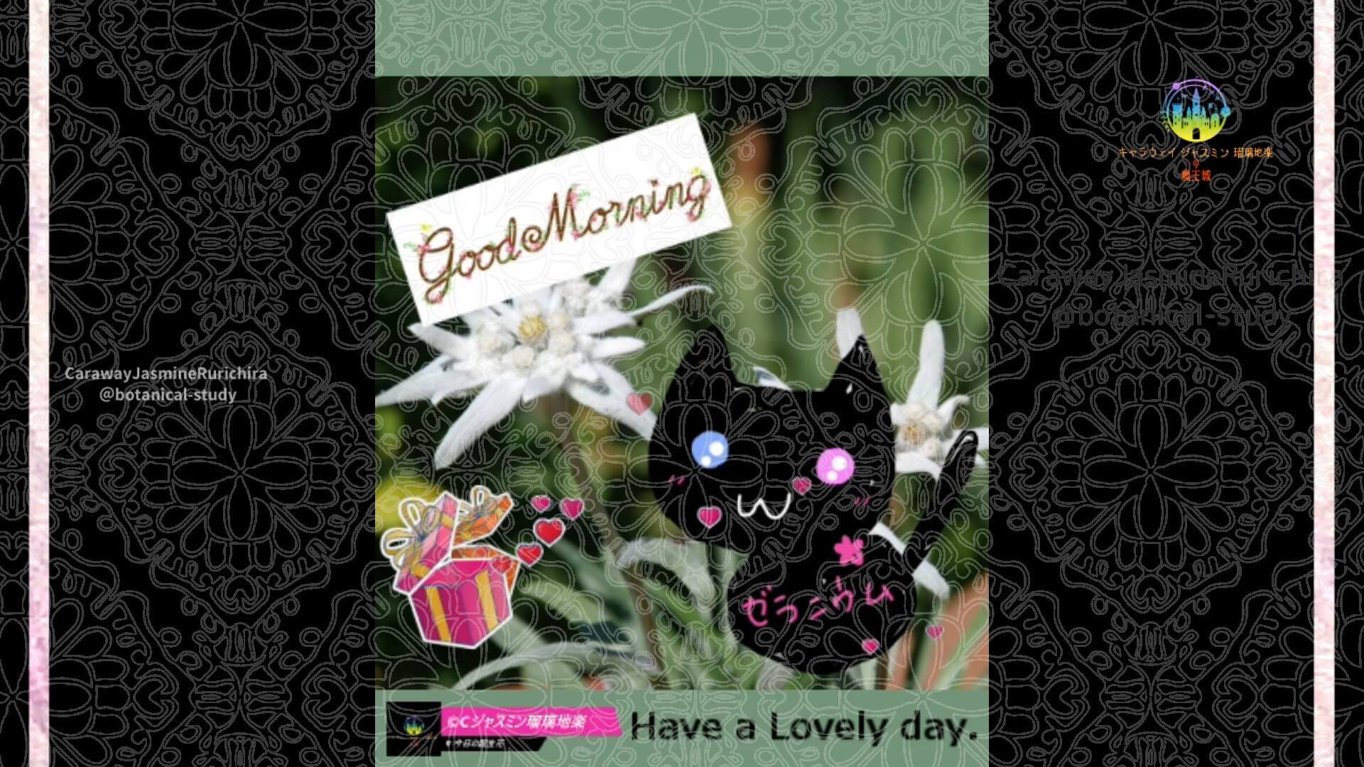 5月2日誕生花エーデルワイス by Cジャスミン瑠璃地楽 | botanical-study.com