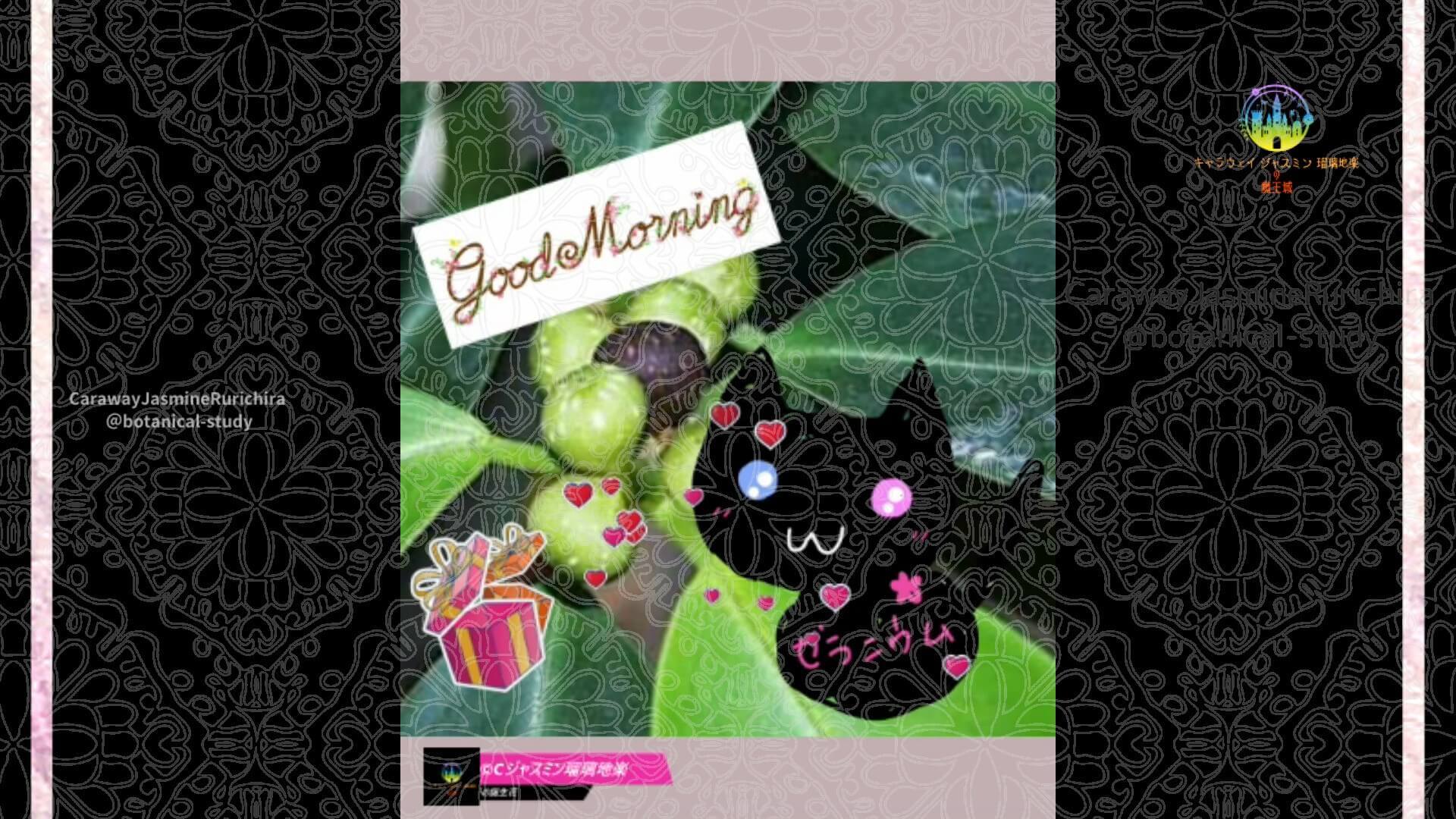 6月7日誕生花ベンジャミン by Cジャスミン瑠璃地楽 | botanical-study.com
