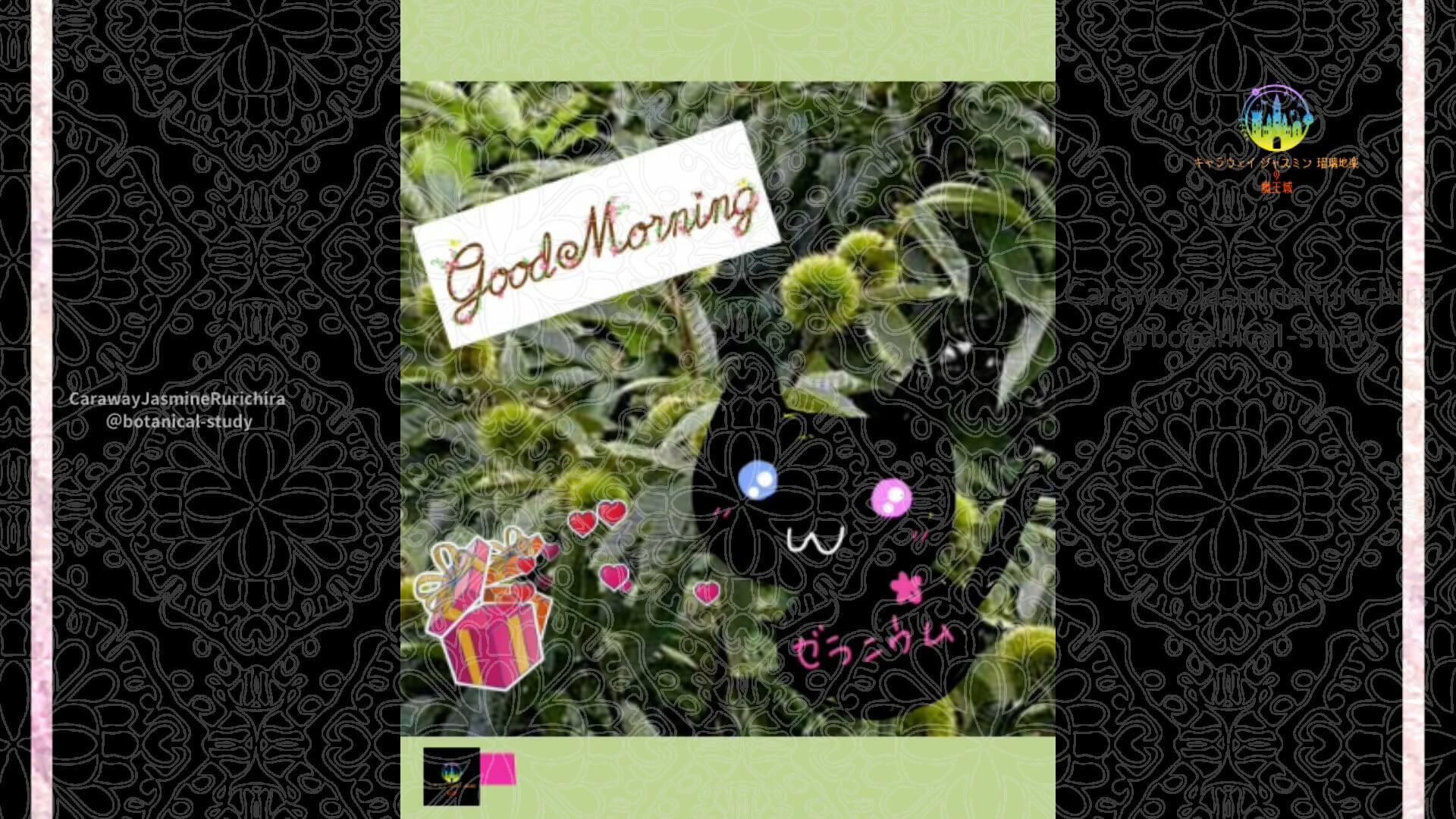 6月20日誕生花クリ by Cジャスミン瑠璃地楽 | botanical-study.com