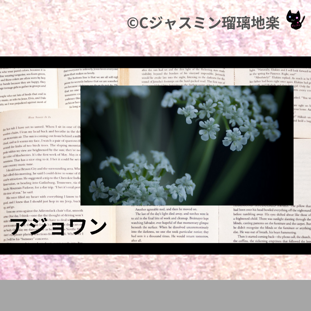 アジョワン(精油)＠botanical-study.com