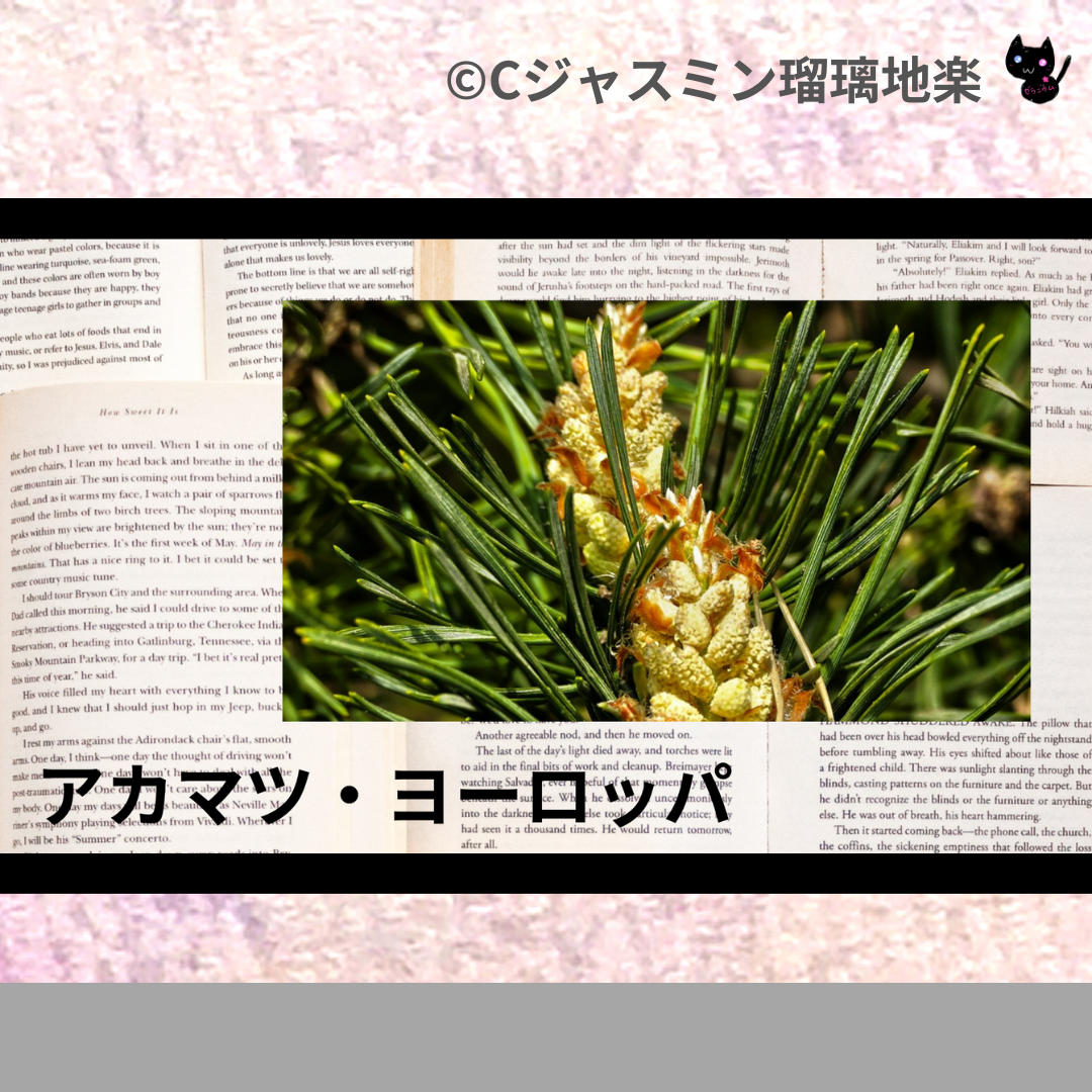 アカマツ・ヨーロッパ(精油)＠botanical-study.com