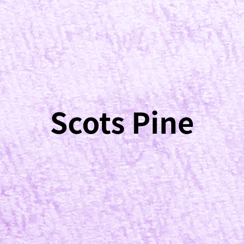 Scots Pine(Essential Oil)＠botanical-study.com