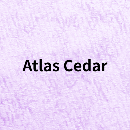 Atlas Cedar(Essential Oil)＠botanical-study.com