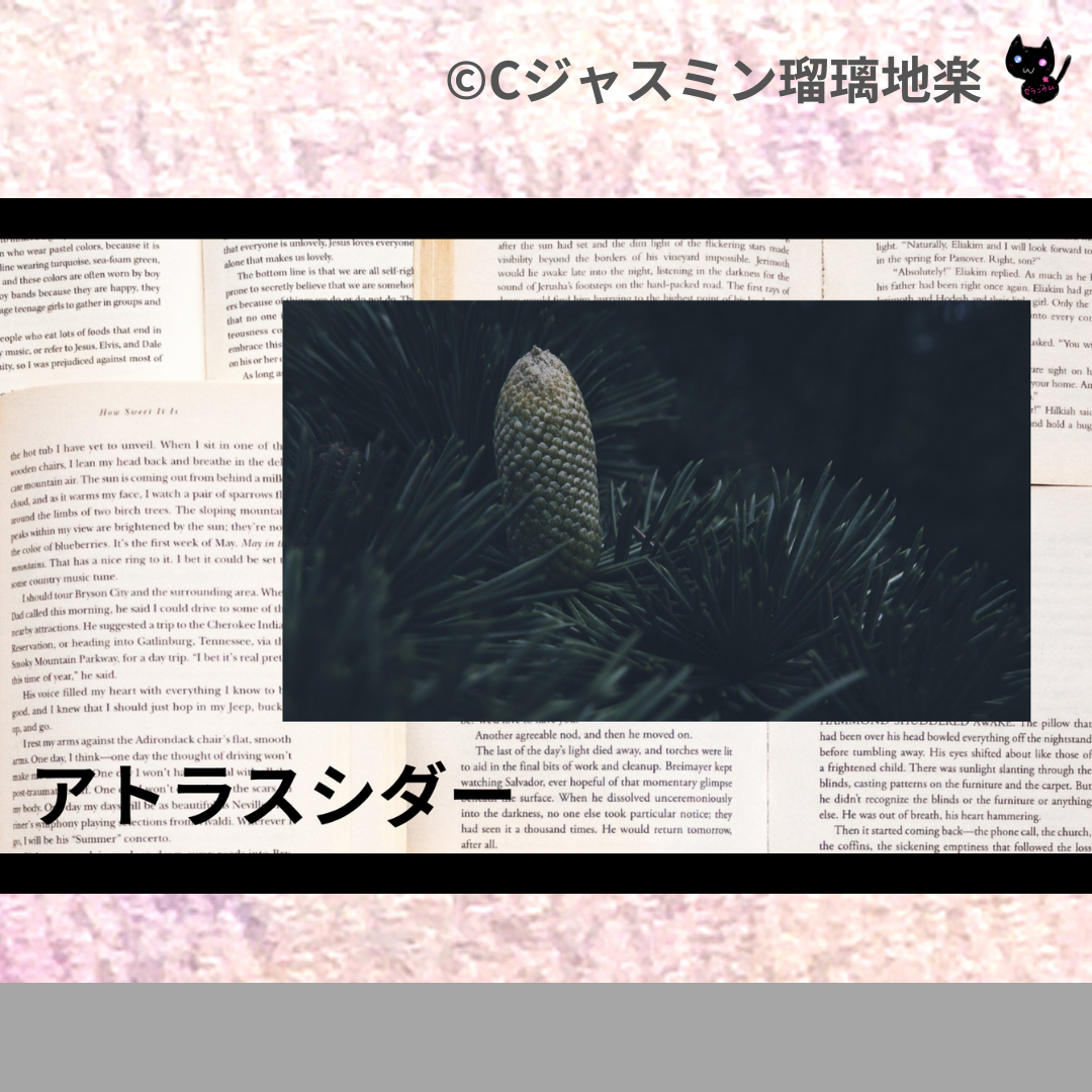 アトラスシダー(精油)＠botanical-study.com