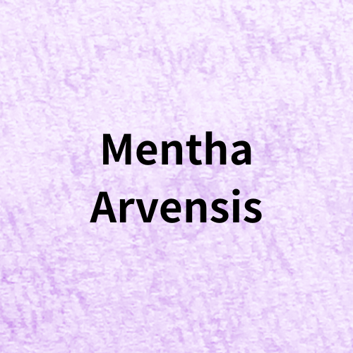 Mentha Arvensis(Essential Oil)＠botanical-study.com