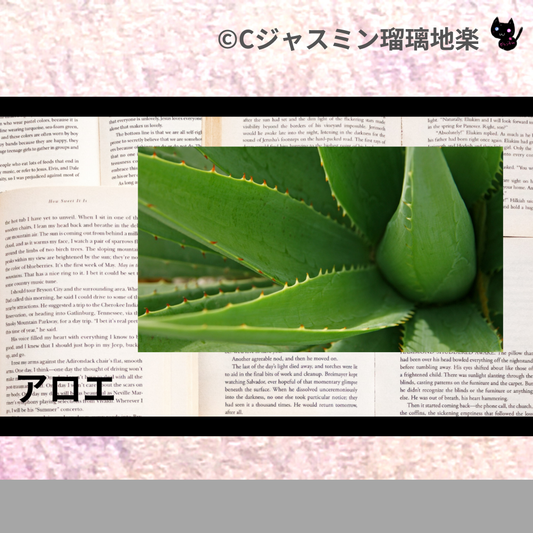 アロエ(ハーブ)＠botanical-study.com