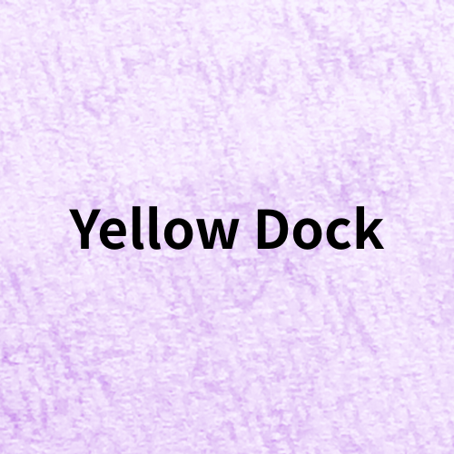 Yellow Dock(Herb)＠botanical-study.com