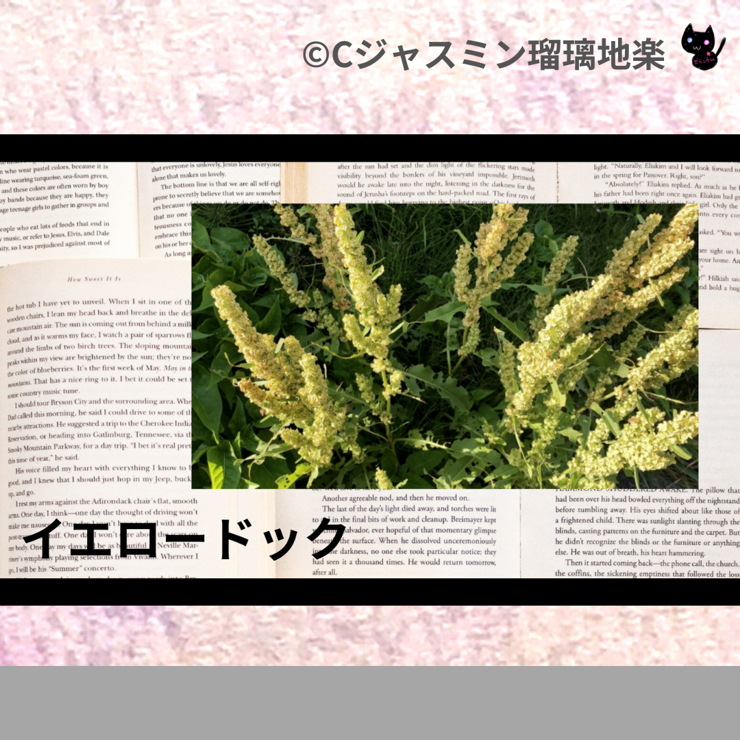 イエロードック(ハーブ)＠botanical-study.com