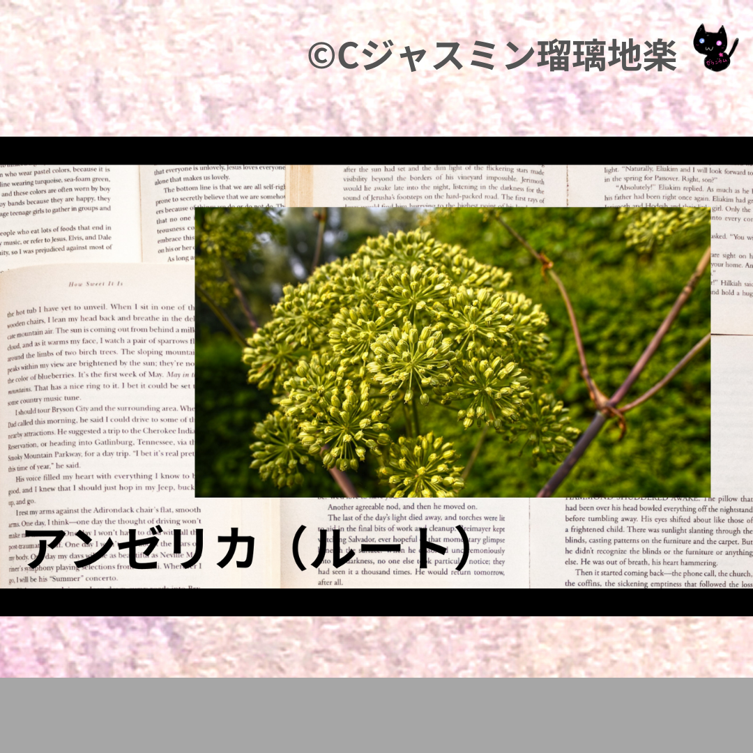 アンゼリカ(ルート)(精油)＠botanical-study.com