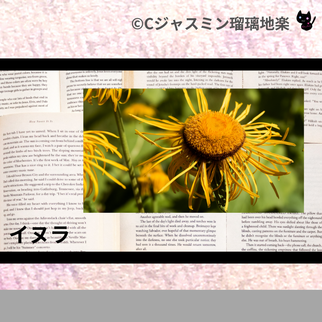 イヌラ(精油)＠botanical-study.com