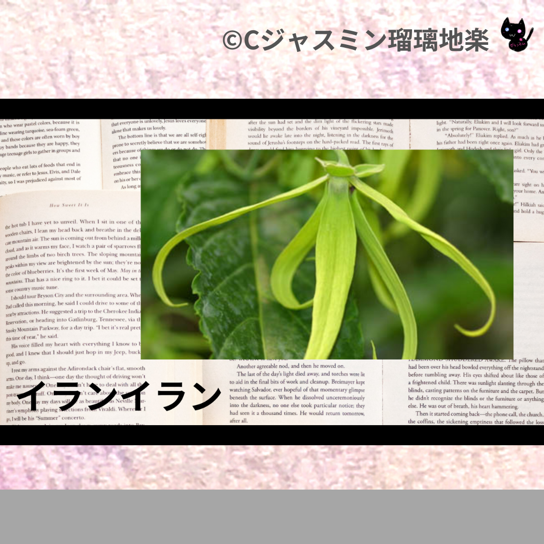 イランイラン(精油)＠botanical-study.com
