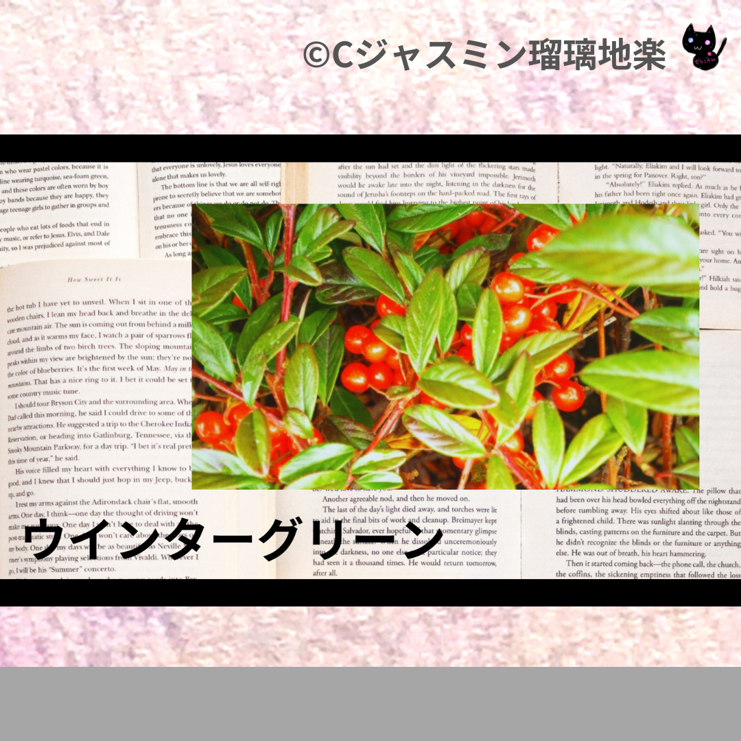 ウインターグリーン(精油)＠botanical-study.com