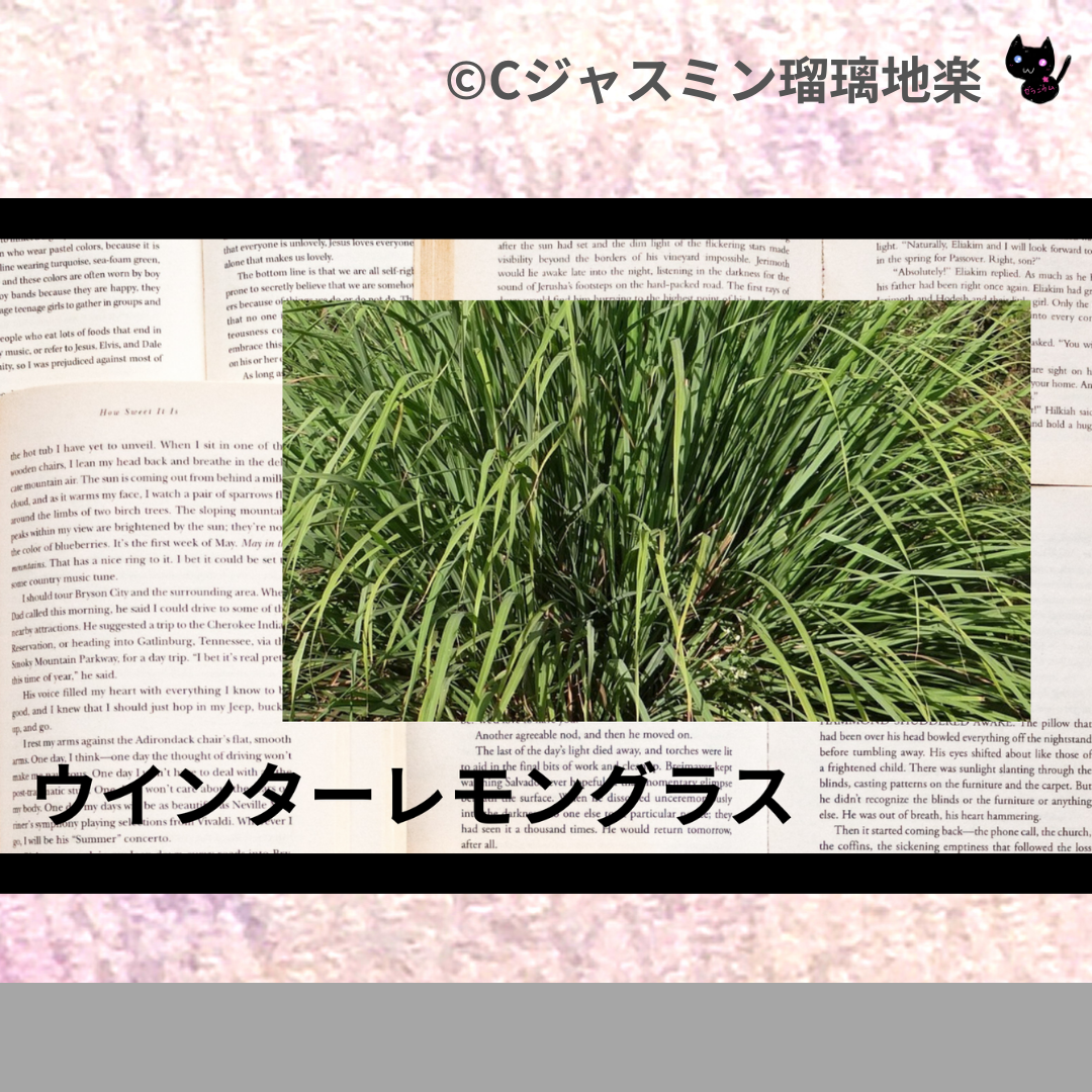 ウインターレモングラス(精油)＠botanical-study.com