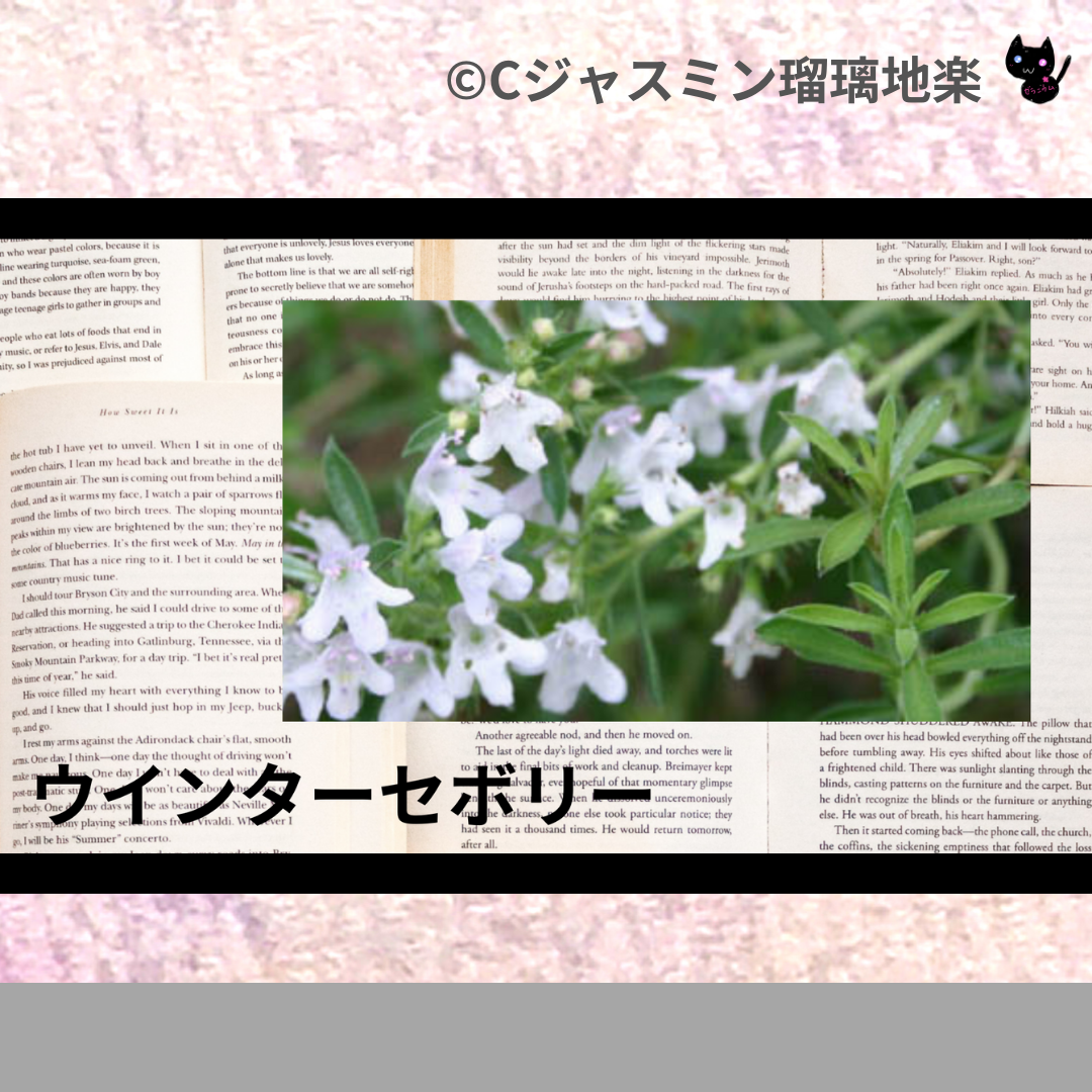ウインターセボリー(精油)＠botanical-study.com
