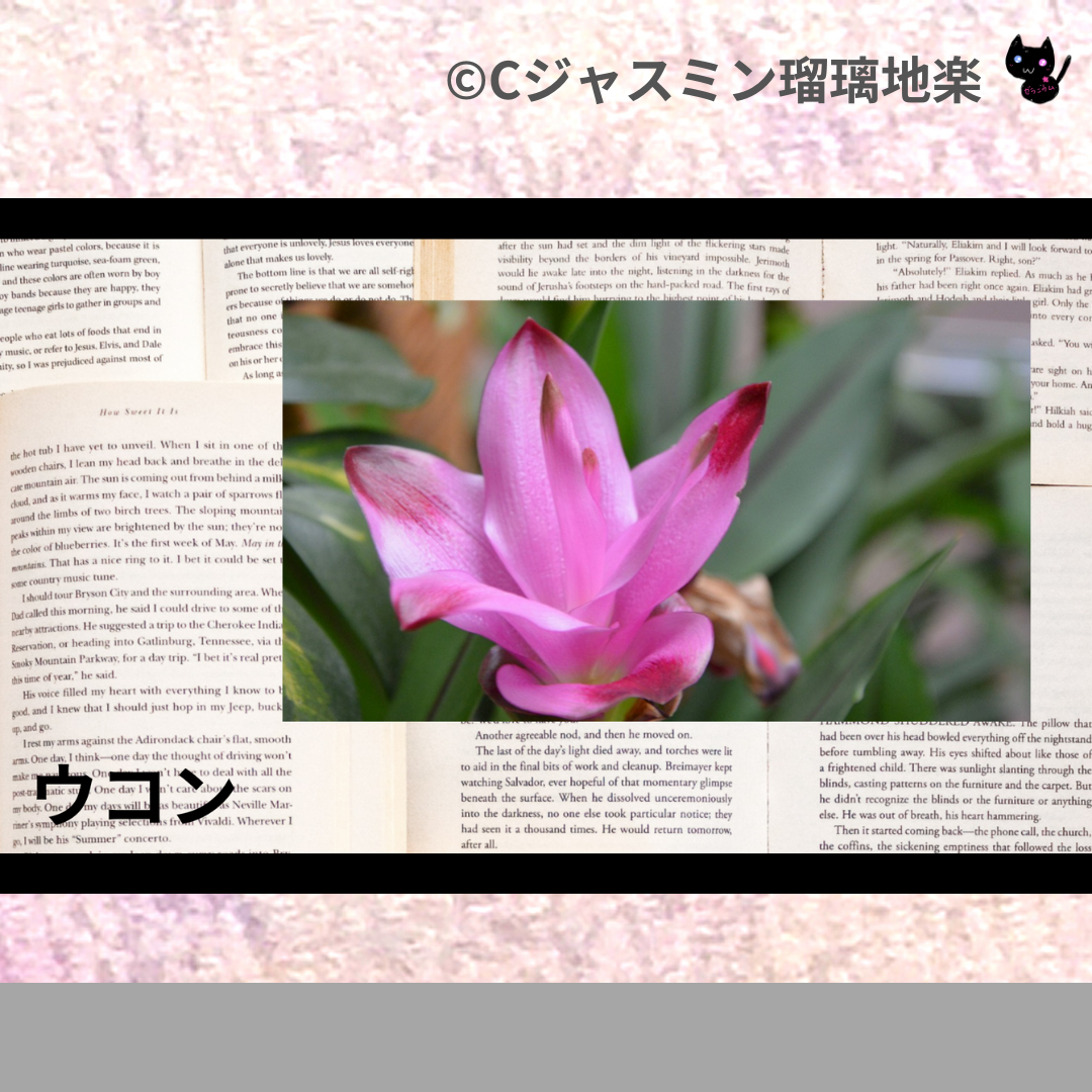 ウコン(ハーブ・スパイス)＠botanical-study.com