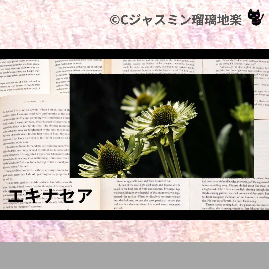 エキナセア(ハーブ)＠botanical-study.com