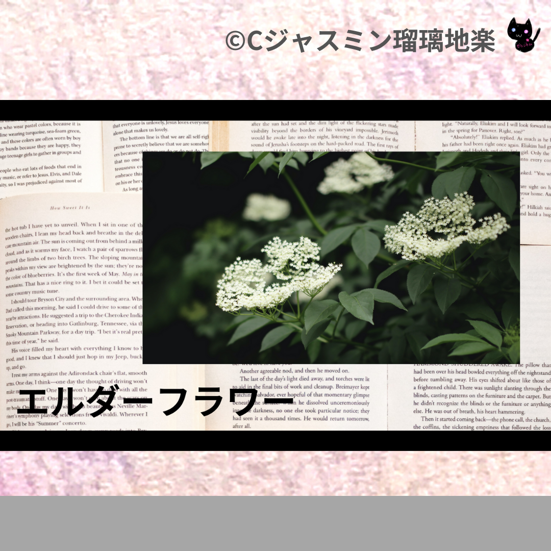 エルダーフラワー(ハーブ)＠botanical-study.com