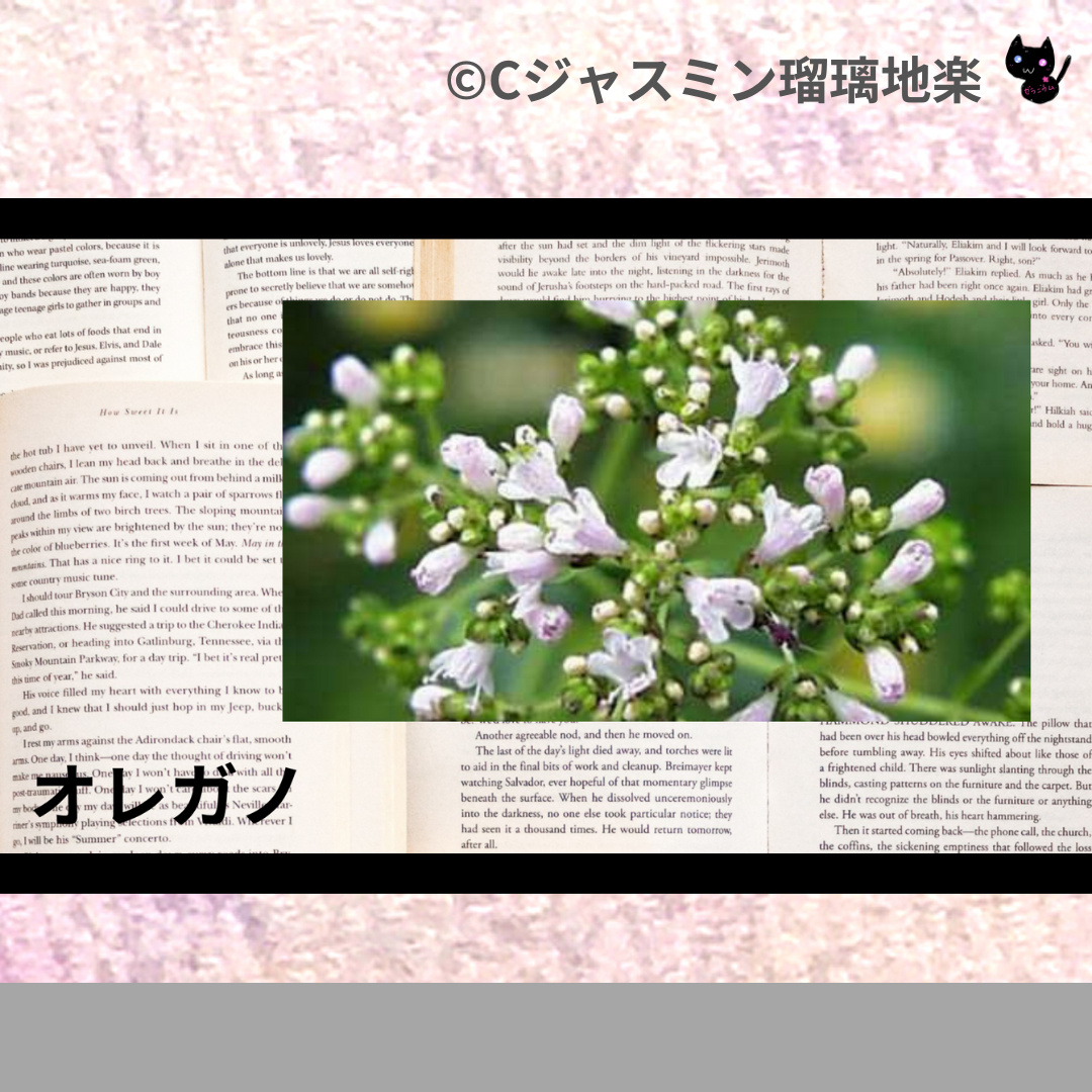 オレガノ(精油・ハーブ・スパイス)＠botanical-study.com