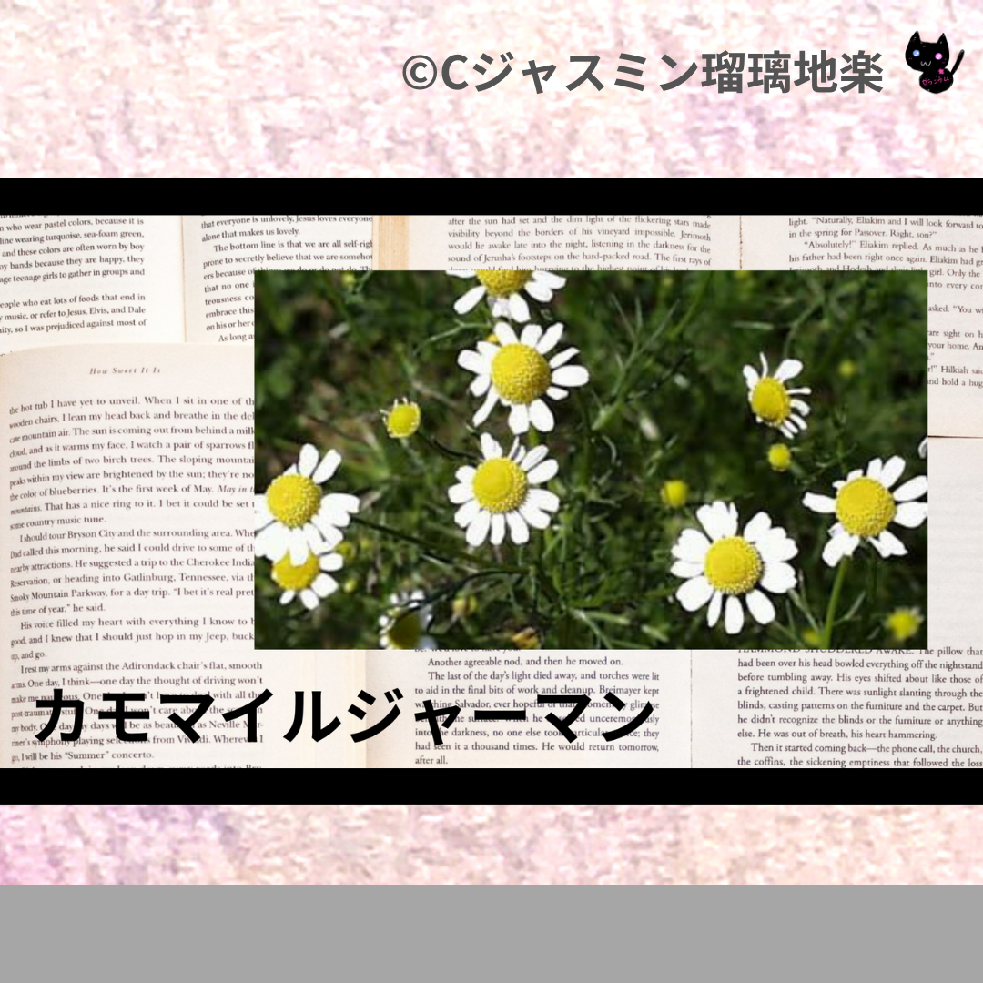 カモマイル・ジャーマン(精油・ハーブ)＠botanical-study.com