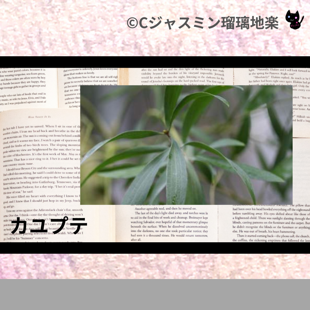 カユプテ(精油)＠botanical-study.com