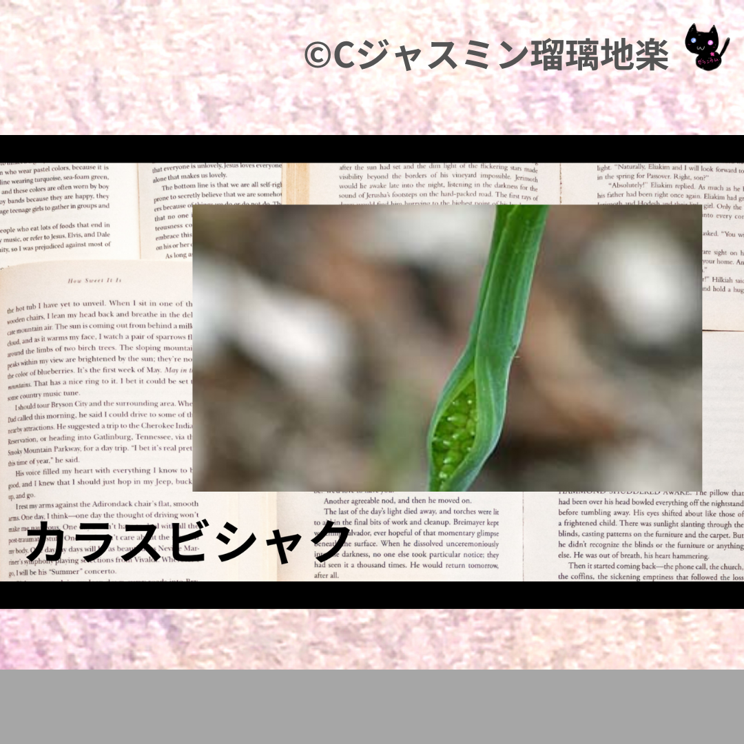 カラスビシャク(ハーブ)＠botanical-study.com