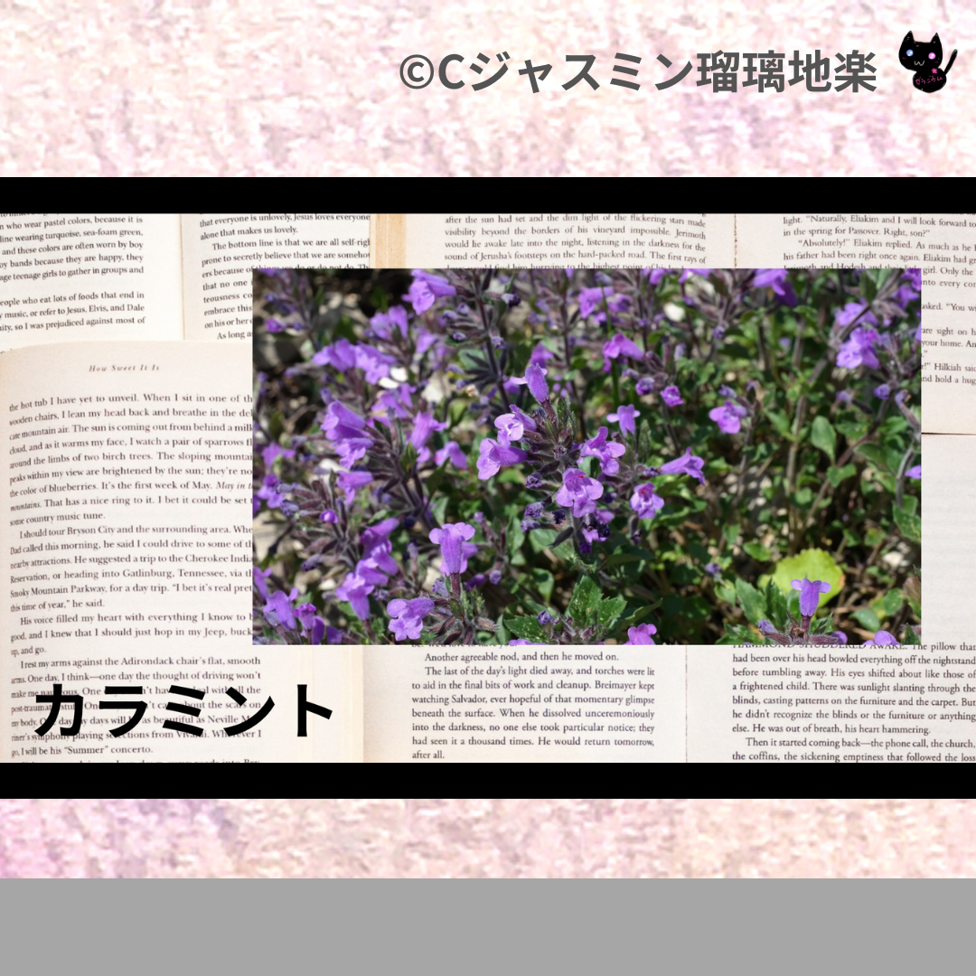 カラミント(精油)＠botanical-study.com