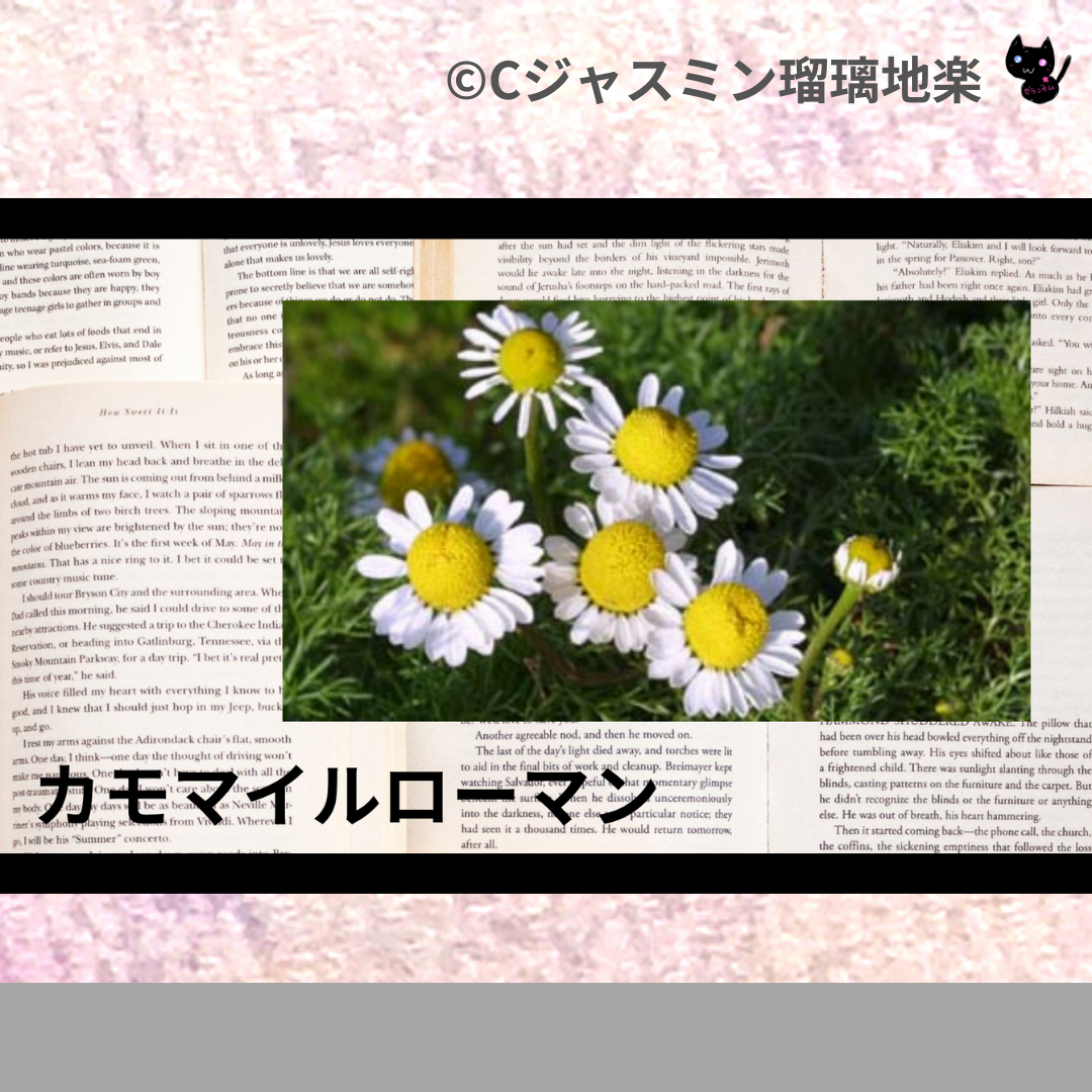 カモマイル・ローマン(精油・ハーブ)＠botanical-study.com
