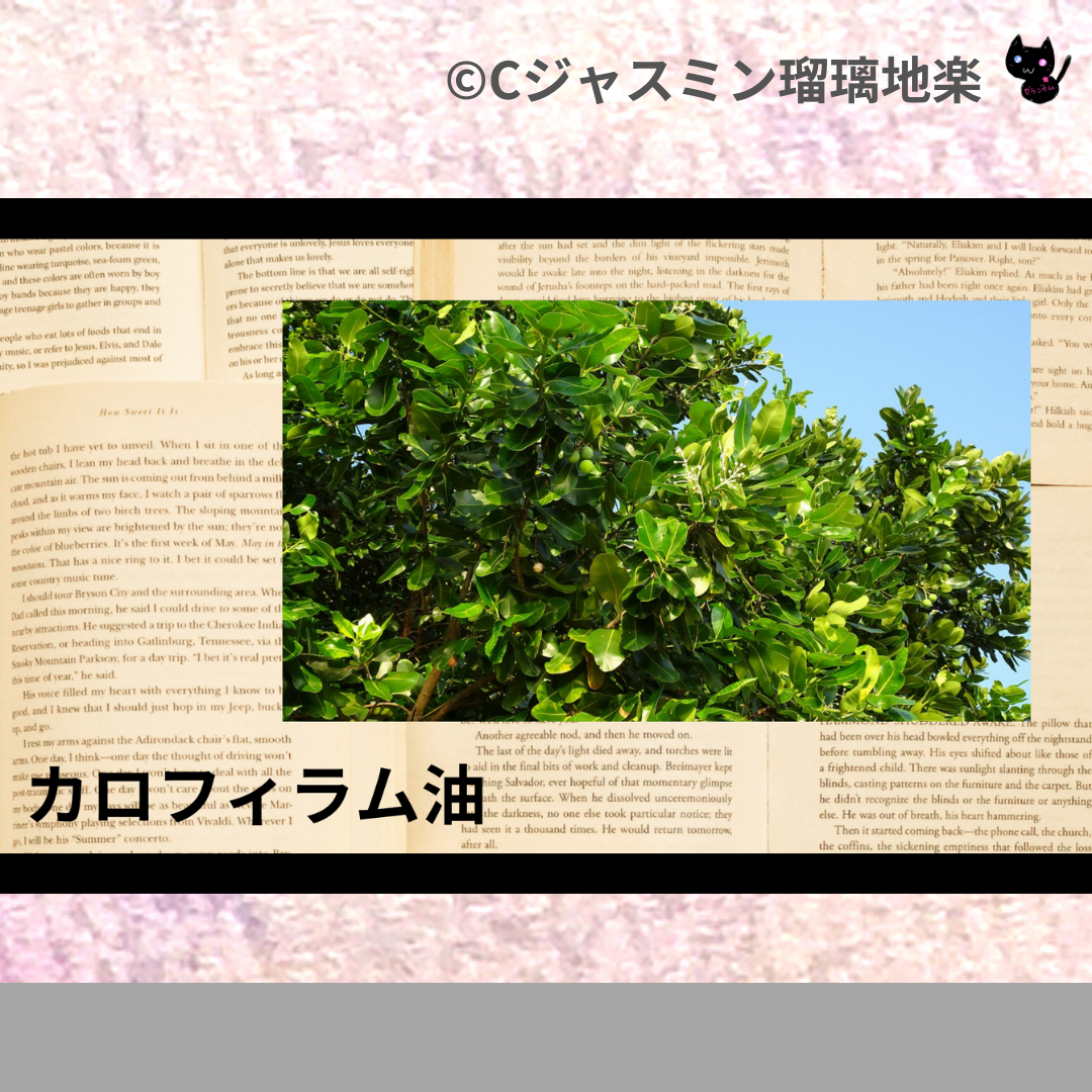 カロフィラム油(基材)＠botanical-study.com