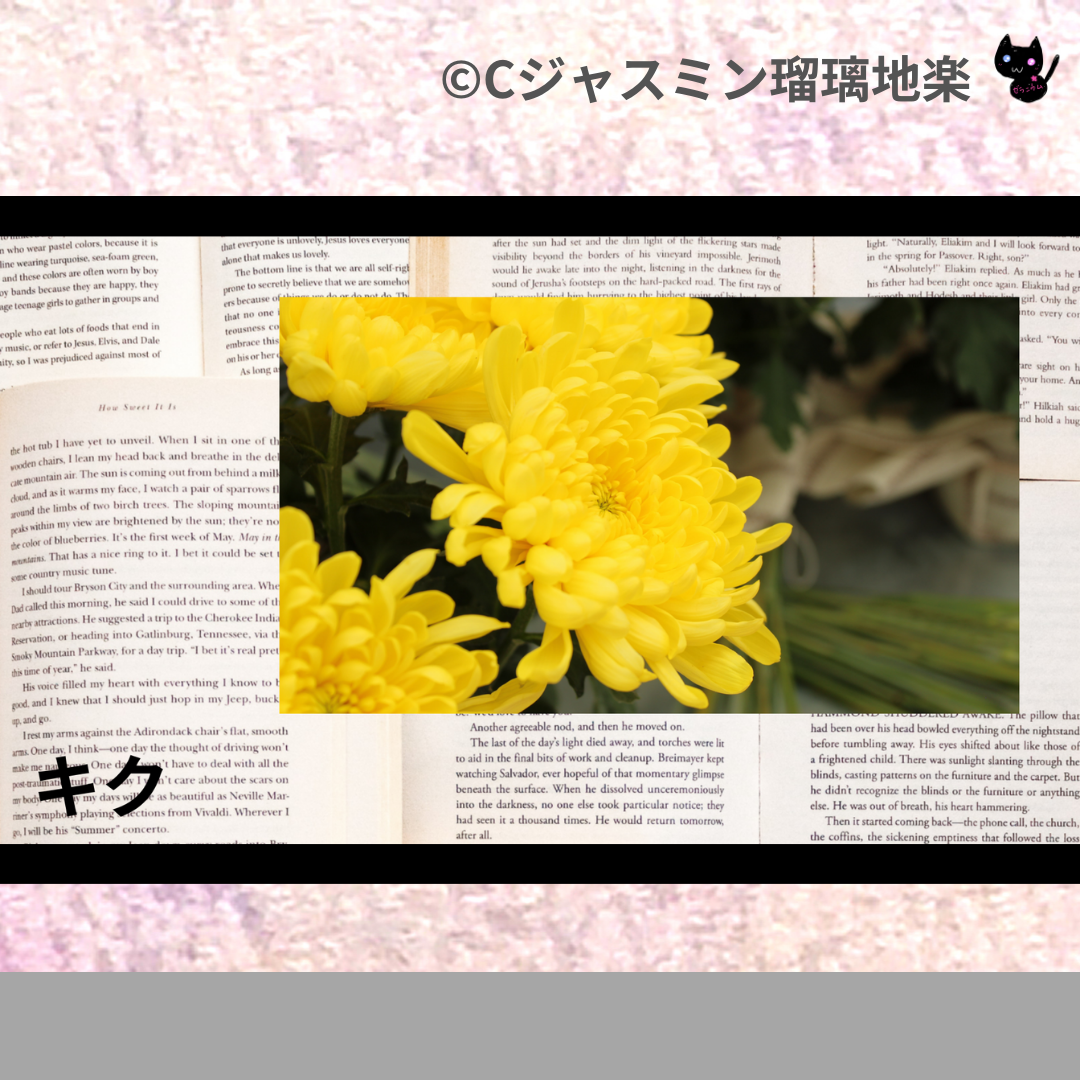 キク(ハーブ)＠botanical-study.com