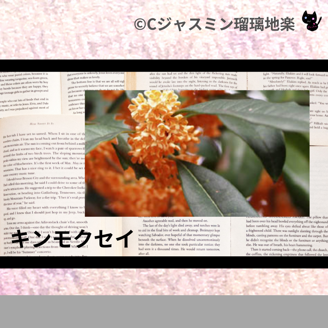 キンモクセイ(精油・ハーブ)＠botanical-study.com