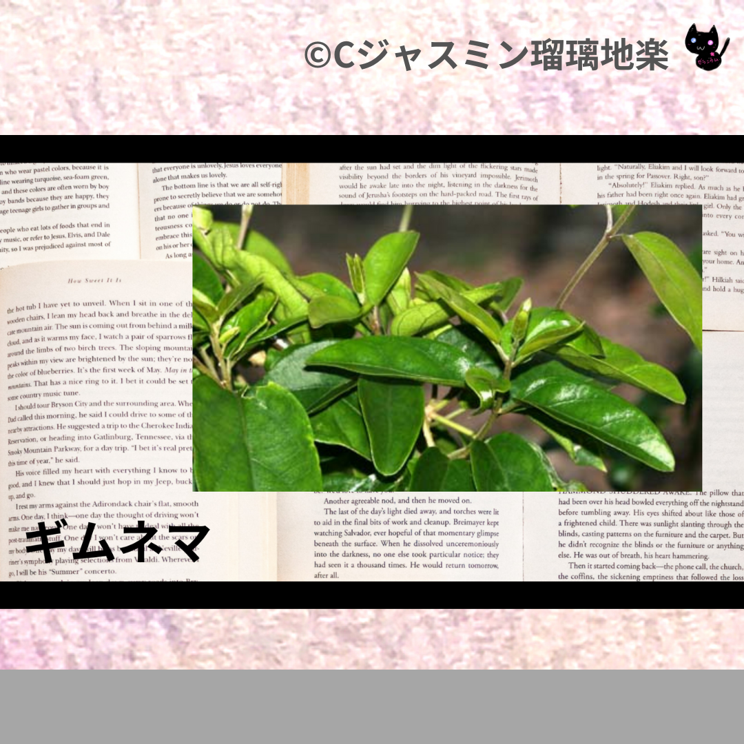 ギムネマ(ハーブ)＠botanical-study.com