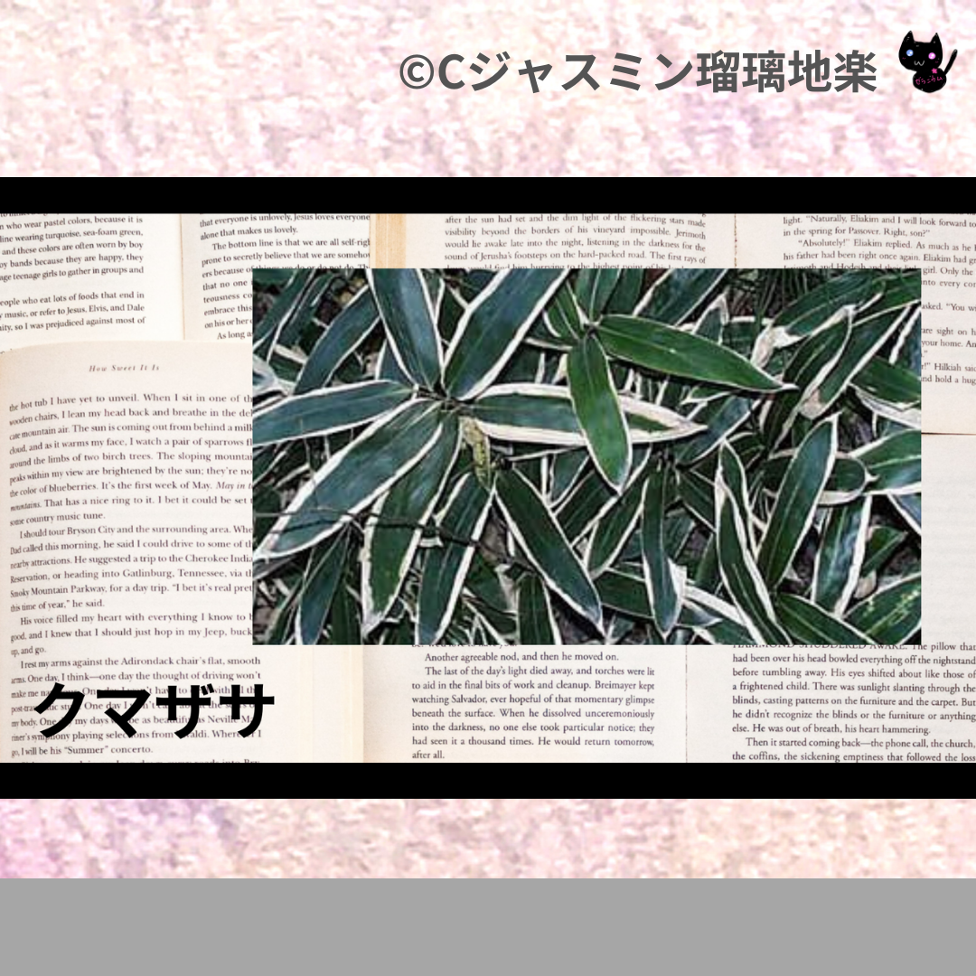 クマザサ(ハーブ)＠botanical-study.com