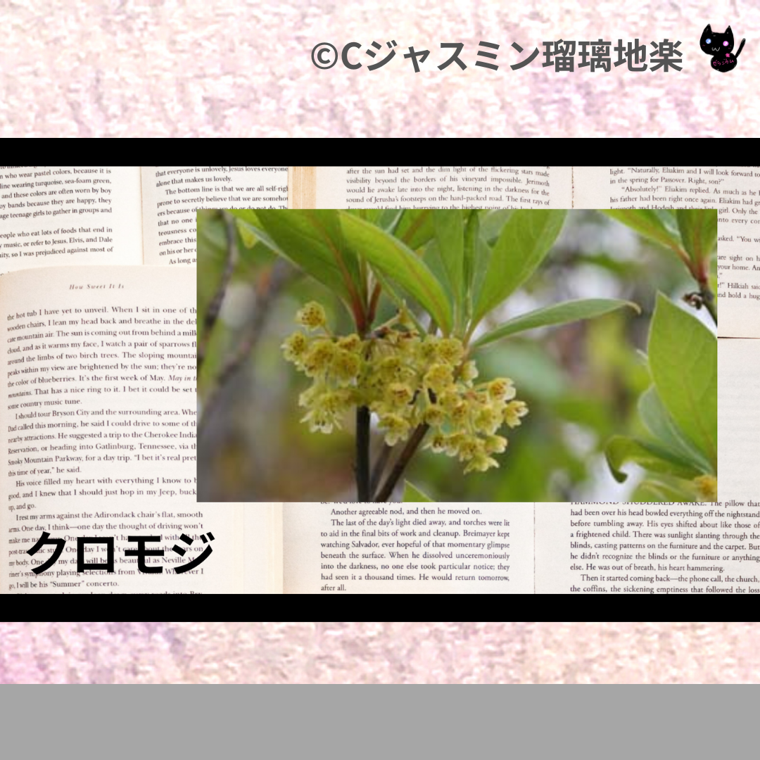 クロモジ(精油)＠botanical-study.com