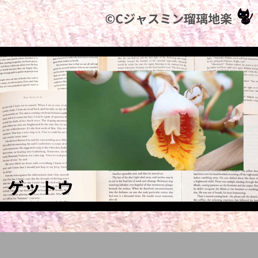 ゲットウ(精油・ハーブ)＠botanical-study.com