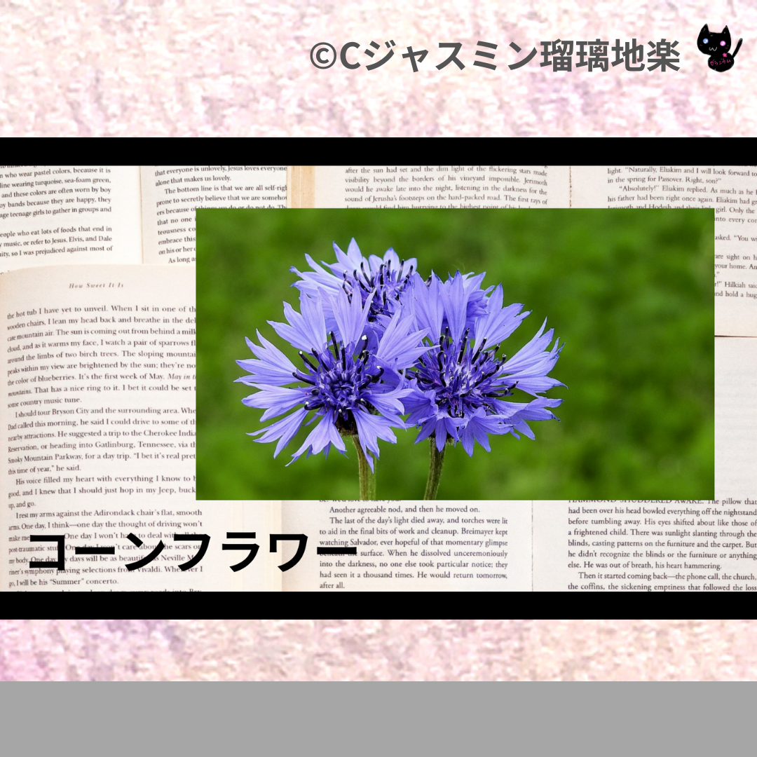 コーンフラワー(ハーブ)＠botanical-study.com