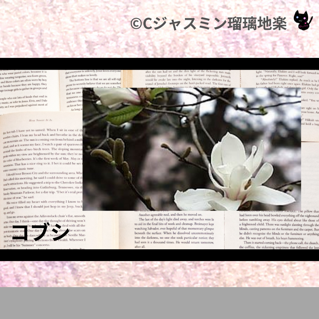 コブシ(ハーブ)＠botanical-study.com