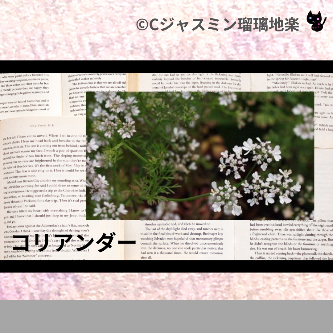 コリアンダー(精油・ハーブ・スパイス)＠botanical-study.com