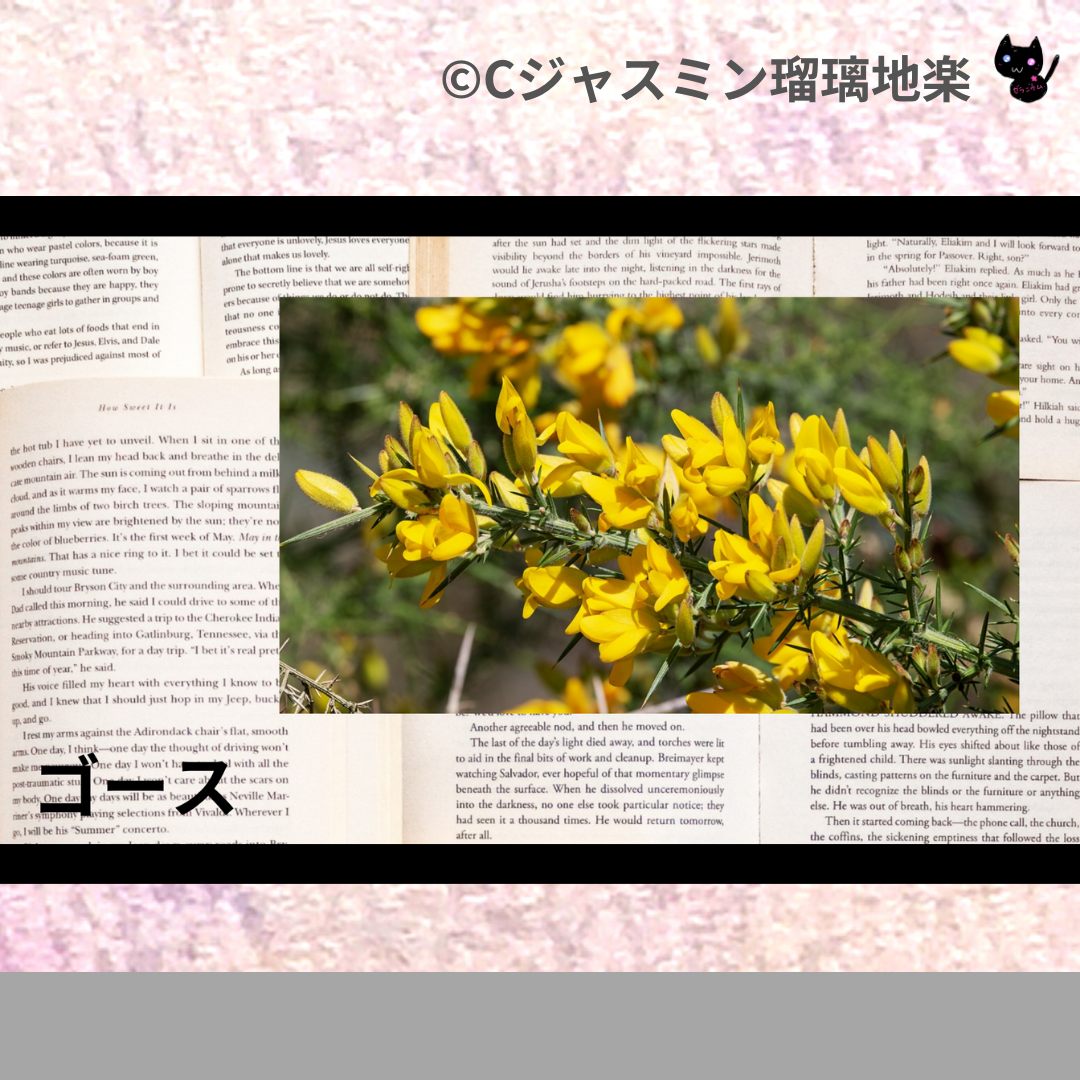 ゴース(フラワーエッセンス)＠botanical-study.com