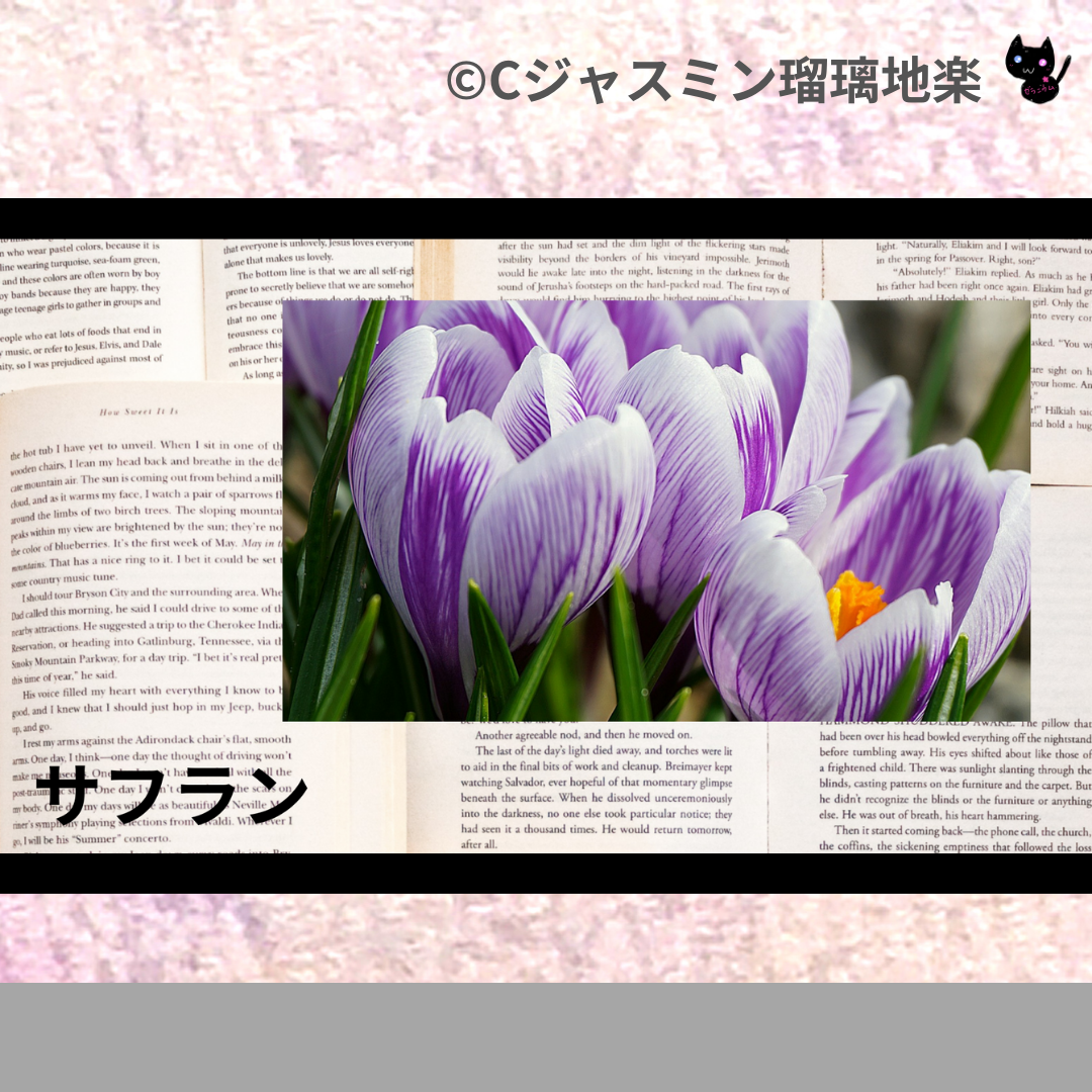 サフラン(ハーブ・スパイス)＠botanical-study.com