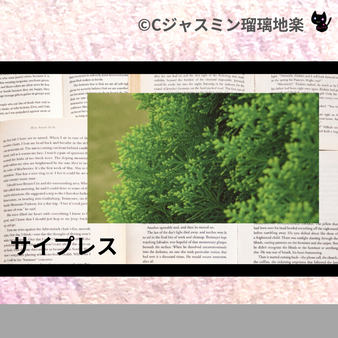 サイプレス(精油)＠botanical-study.com