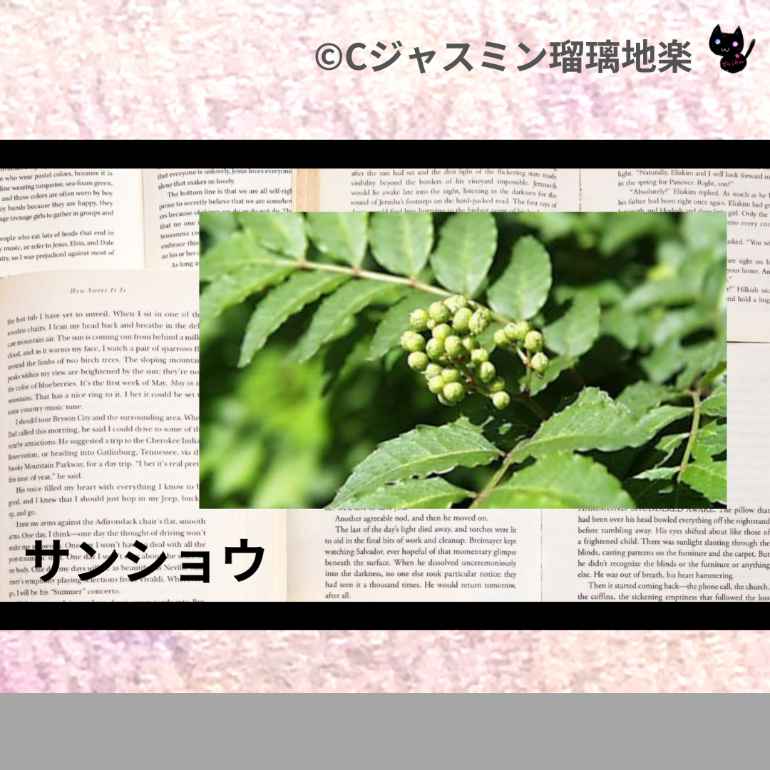 サンショウ(ハーブ)＠botanical-study.com