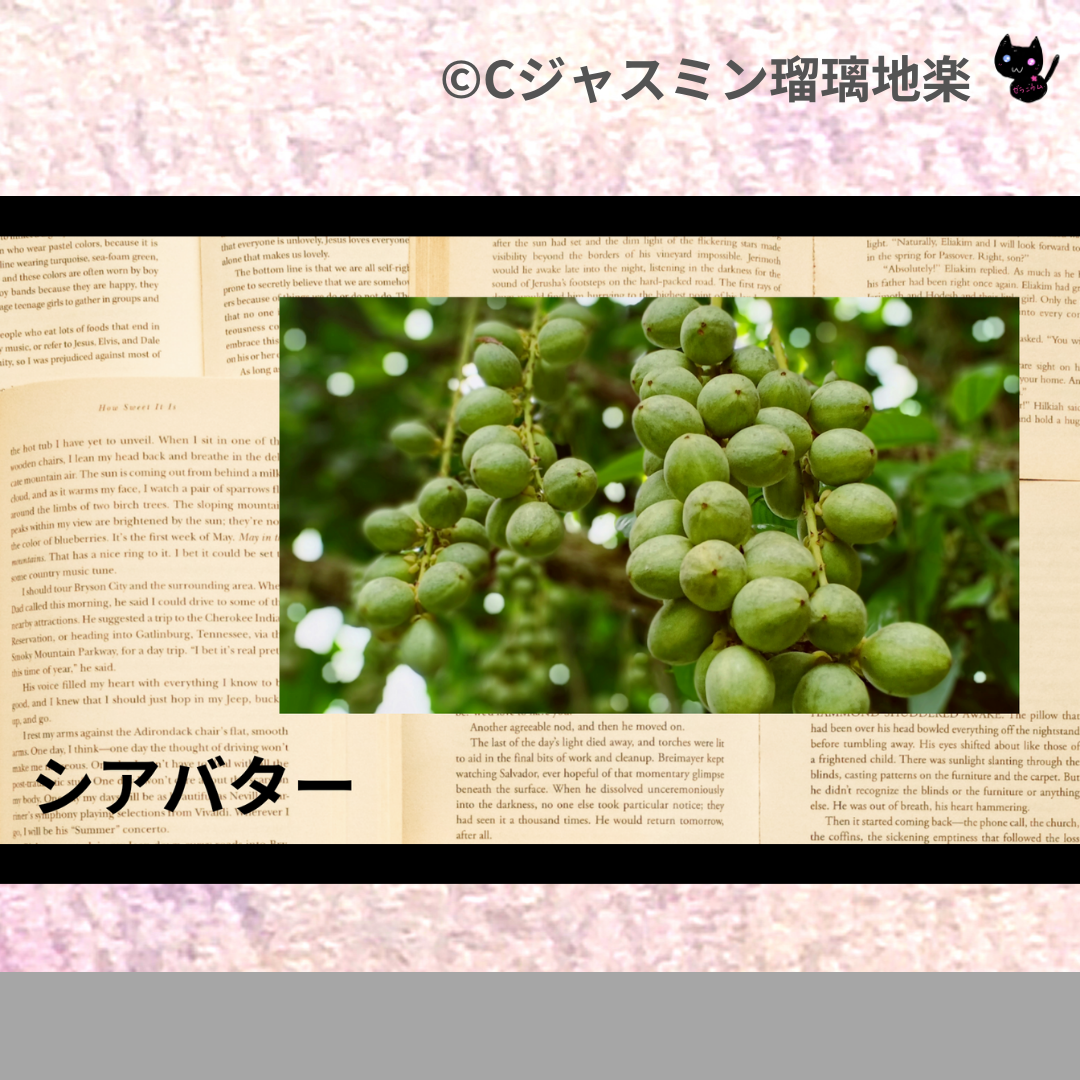 シアバター(基材)＠botanical-study.com