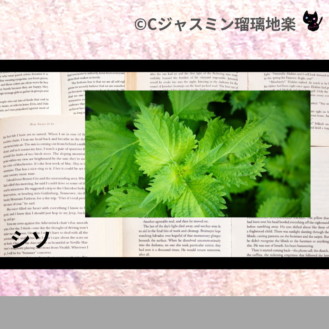 シソ(ハーブ)＠botanical-study.com