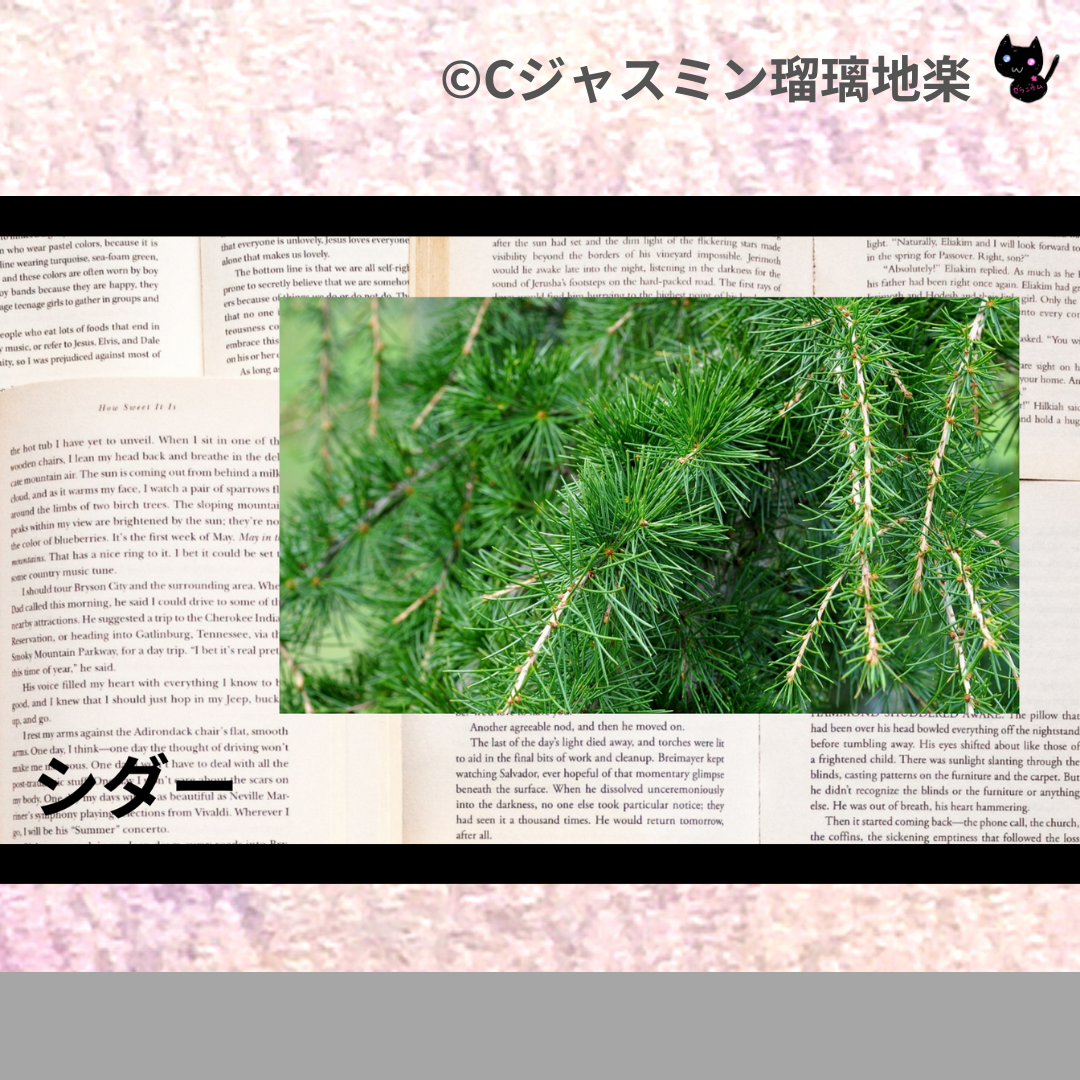 シダー(精油)＠botanical-study.com