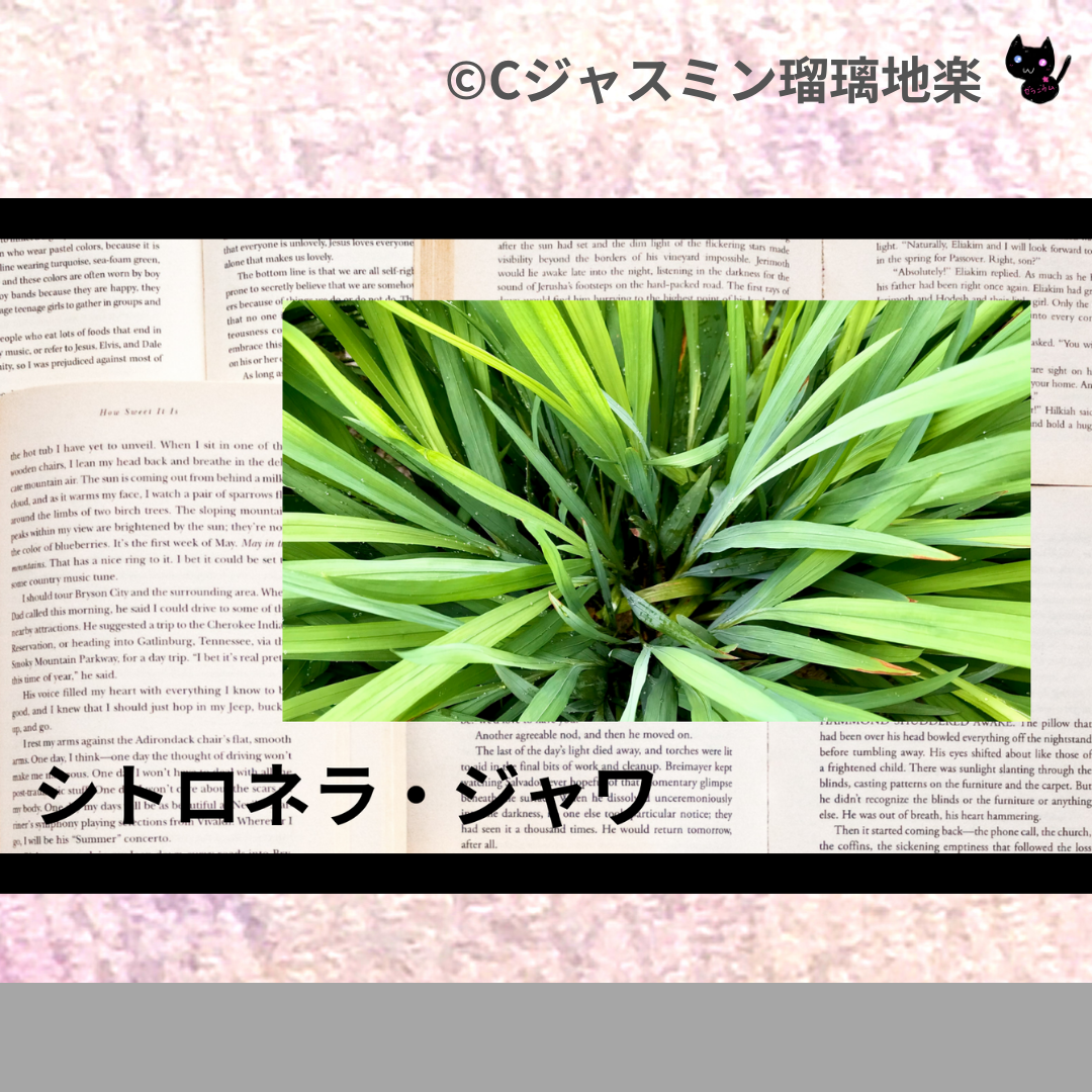 シトロネラ・ジャワ(精油)＠botanical-study.com