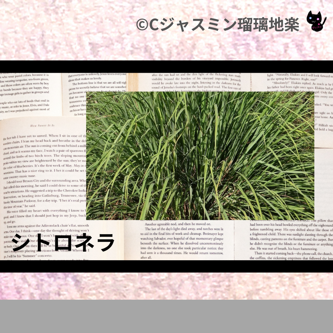シトロネラ(精油)＠botanical-study.com