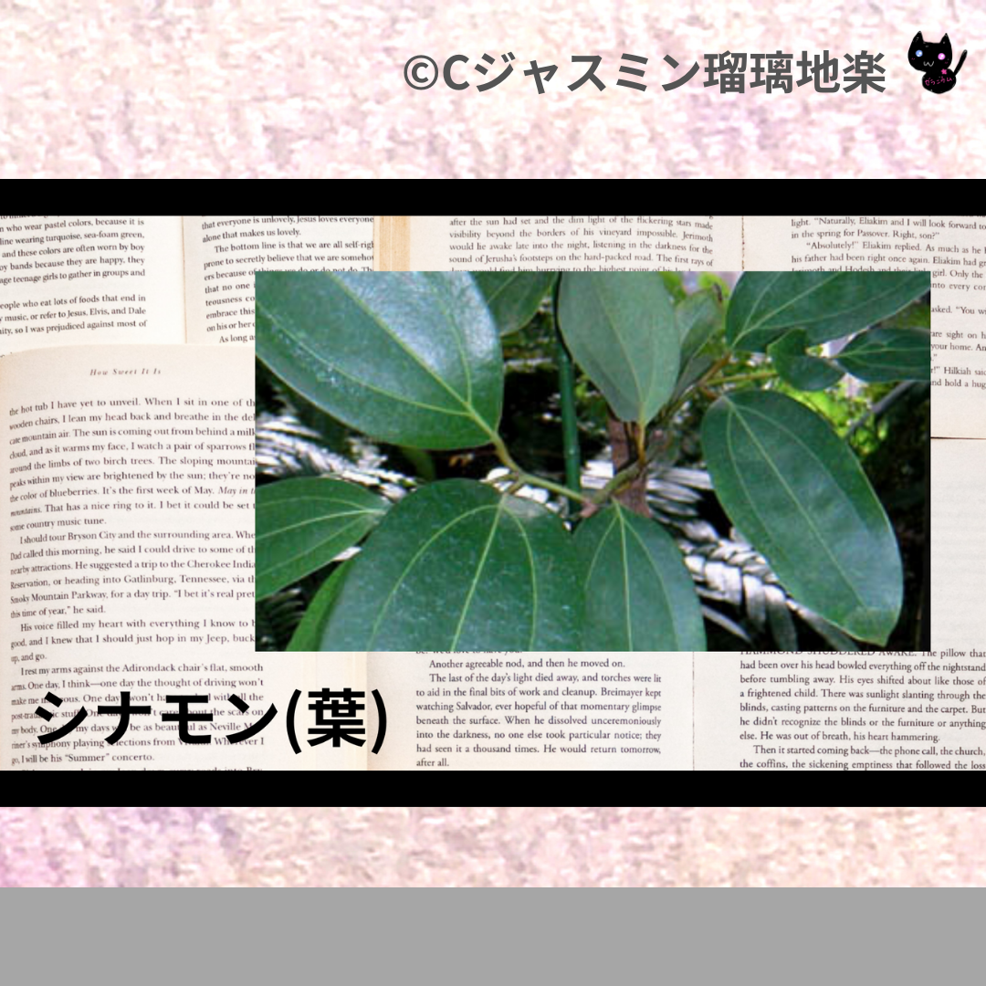 シナモン(葉)(精油)＠botanical-study.com