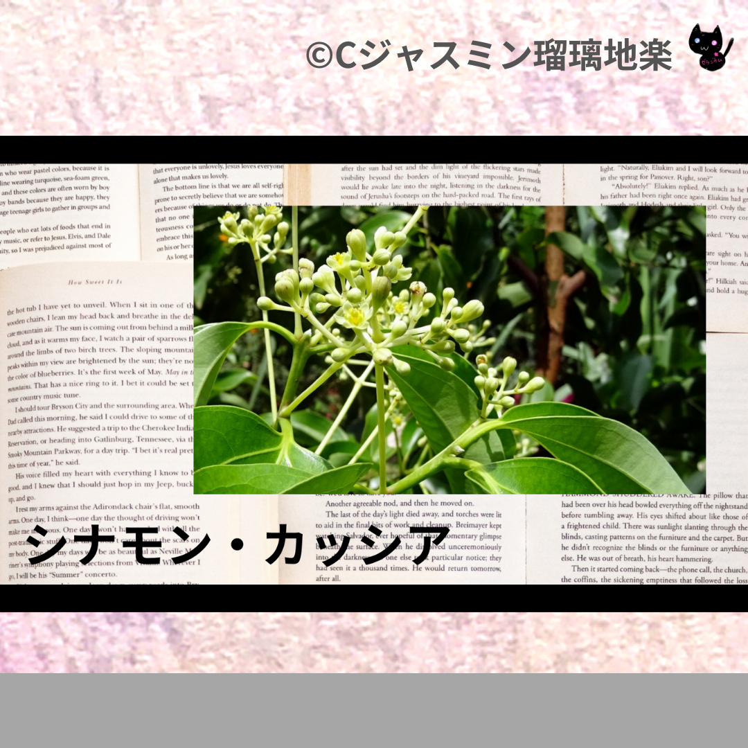 シナモン・カッシア(精油)＠botanical-study.com