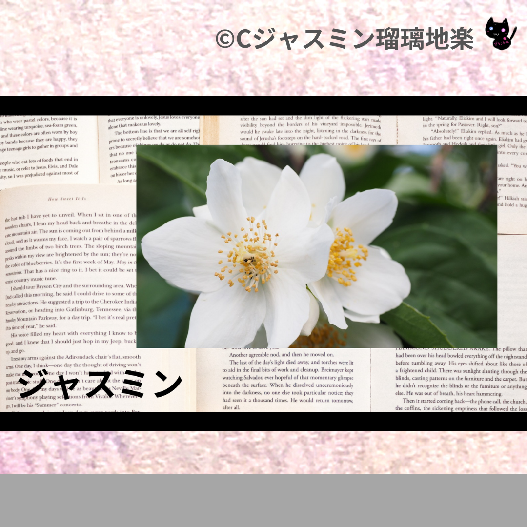 ジャスミン(ハーブ)＠botanical-study.com